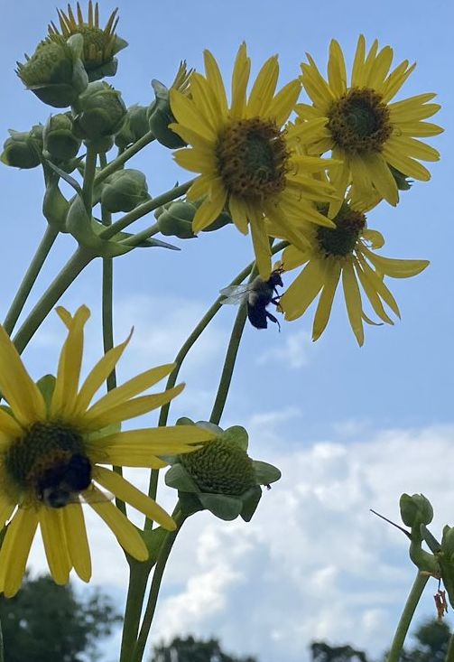 Sunflowers and Bees 