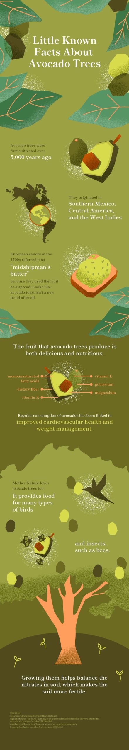 Avocados Trees Infographic